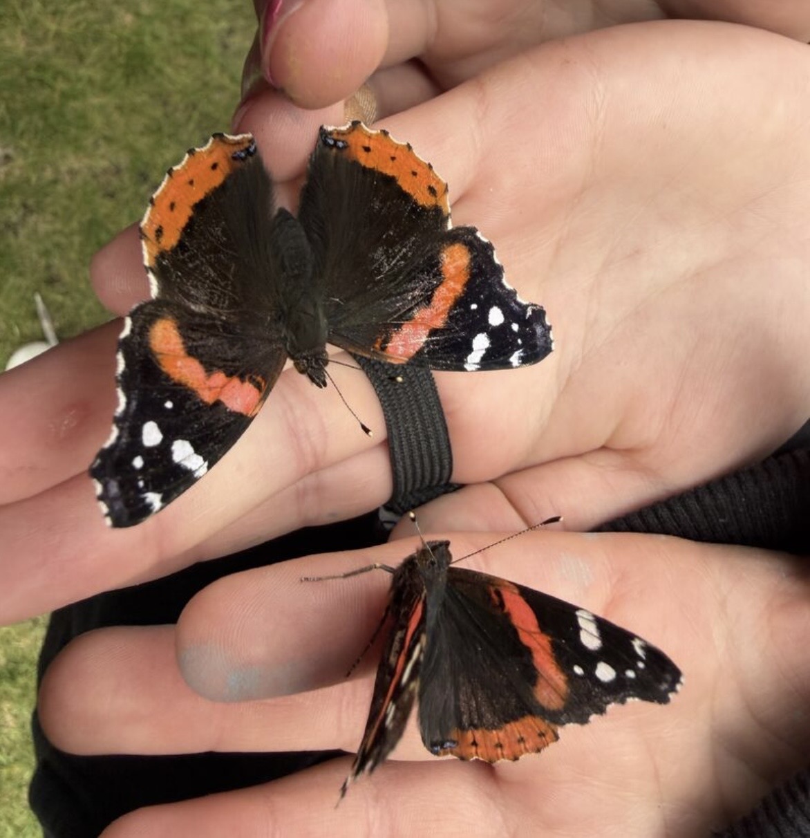hands holding butterflies